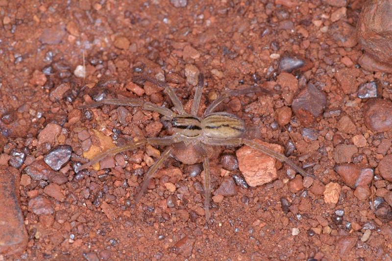 Miturga_lineata_D3484_Z_90_Karinji NP_Australie.jpg